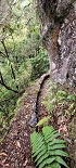 Plants: image 73 Of 208 Thumb